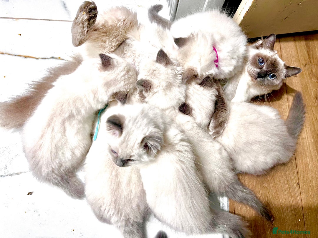 Ragdoll cats for sale: Hello Ragdoll lover‼️ - Advert 2
