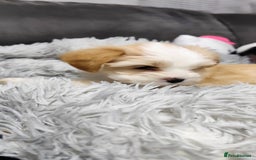 Tibetan Terrier dogs for sale: KC Tibetan Terrier Puppy  - Advert 19