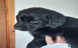 Flat coated Retriever dogs for sale: Flatcoated retriever puppies  - Image 6