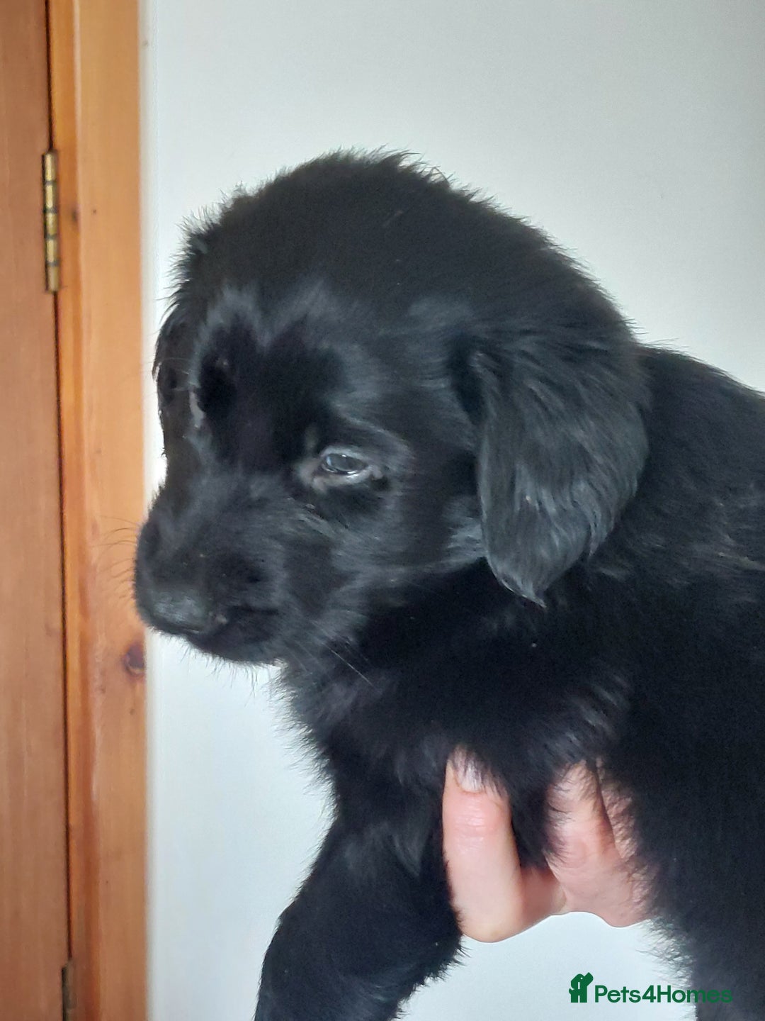 Flat coated Retriever dogs for sale: Flatcoated retriever puppies  - Image 6