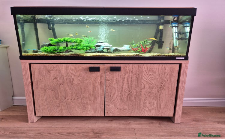 Platies fish - Advert 2