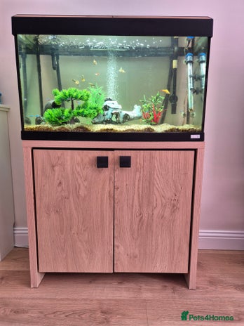 Platies fish - Advert 2