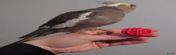 Cockatiels birds for sale: Hand reread silly tame DNA sexed baby cockatiels  - Advert 11