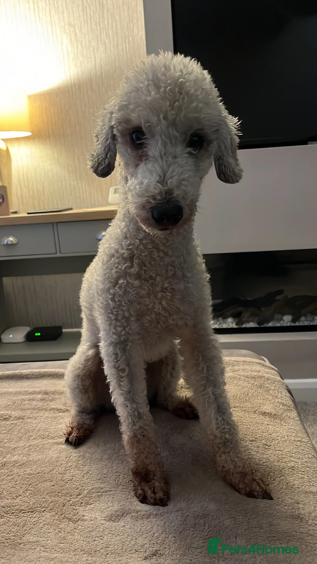 Bedlington Terrier dogs for stud: KC Registered Bedlington Terrier Stud in Ferryhill - Advert 2