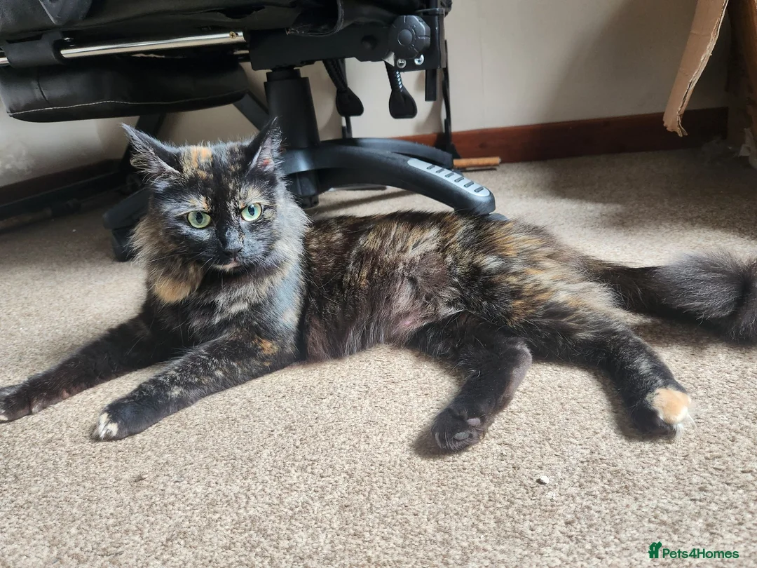 Mixed Breed cats for sale: 1 female kitten for sale  in Fakenham - Advert 1
