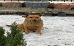 Mixed Breed dogs for adoption: 💖🐶 RAHDA 🐶💖 - Image 6