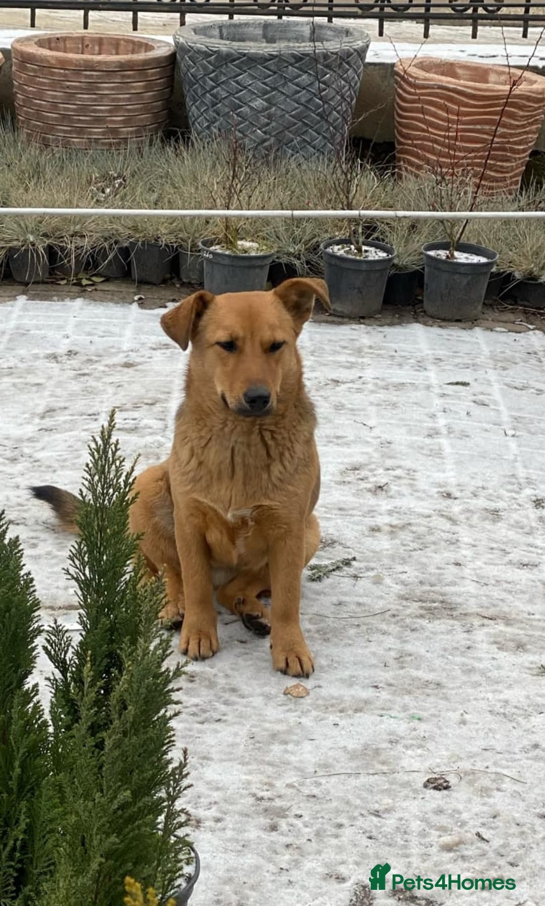 Mixed Breed dogs for adoption: 💖🐶 RAHDA 🐶💖 - Image 6
