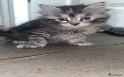 Maine Coon cats for sale: 4 beautiful Smoke gray Maine coon kittens for sale - Image 3