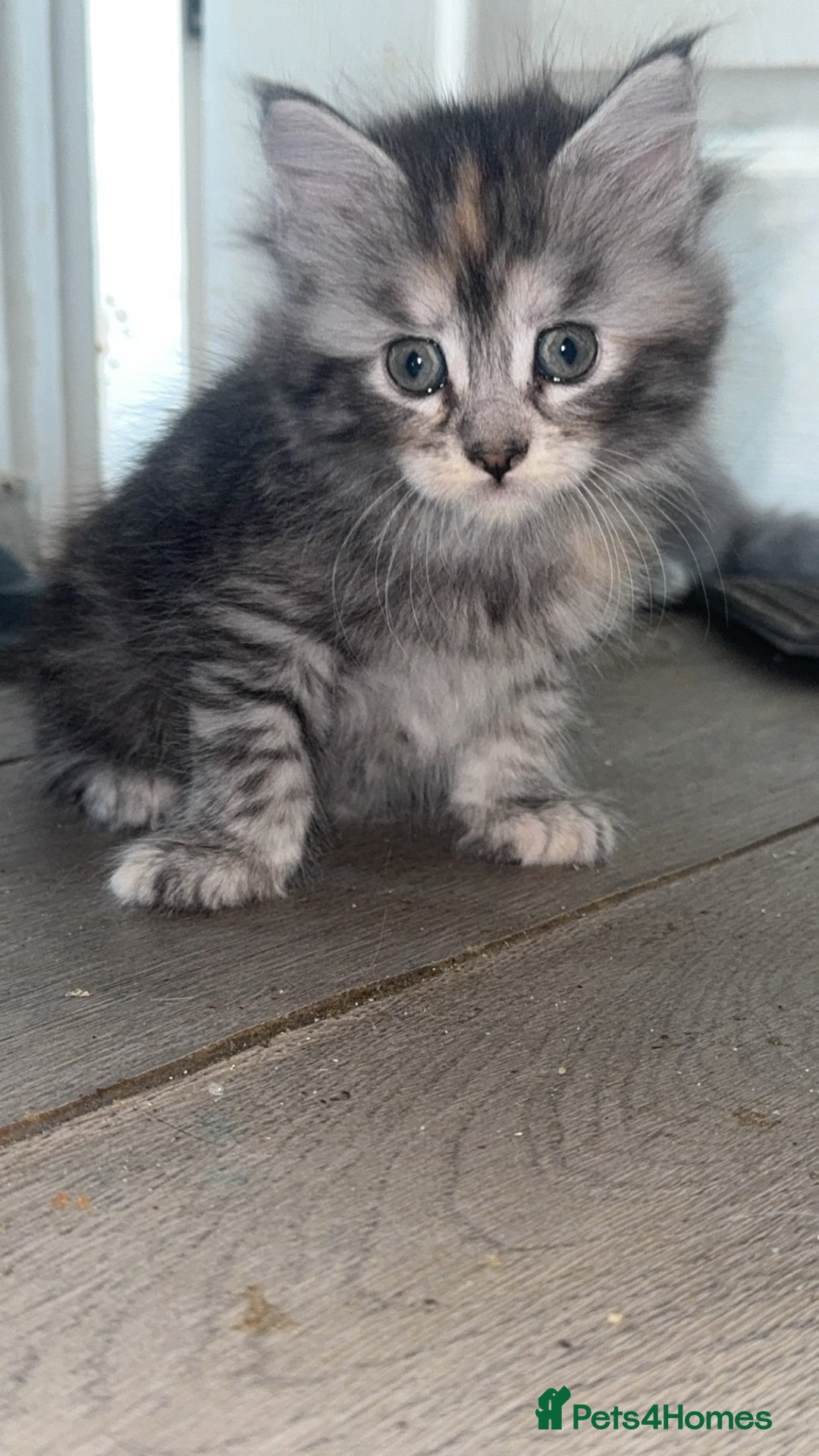 Maine Coon cats for sale: 4 beautiful Smoke gray Maine coon kittens for sale - Image 3