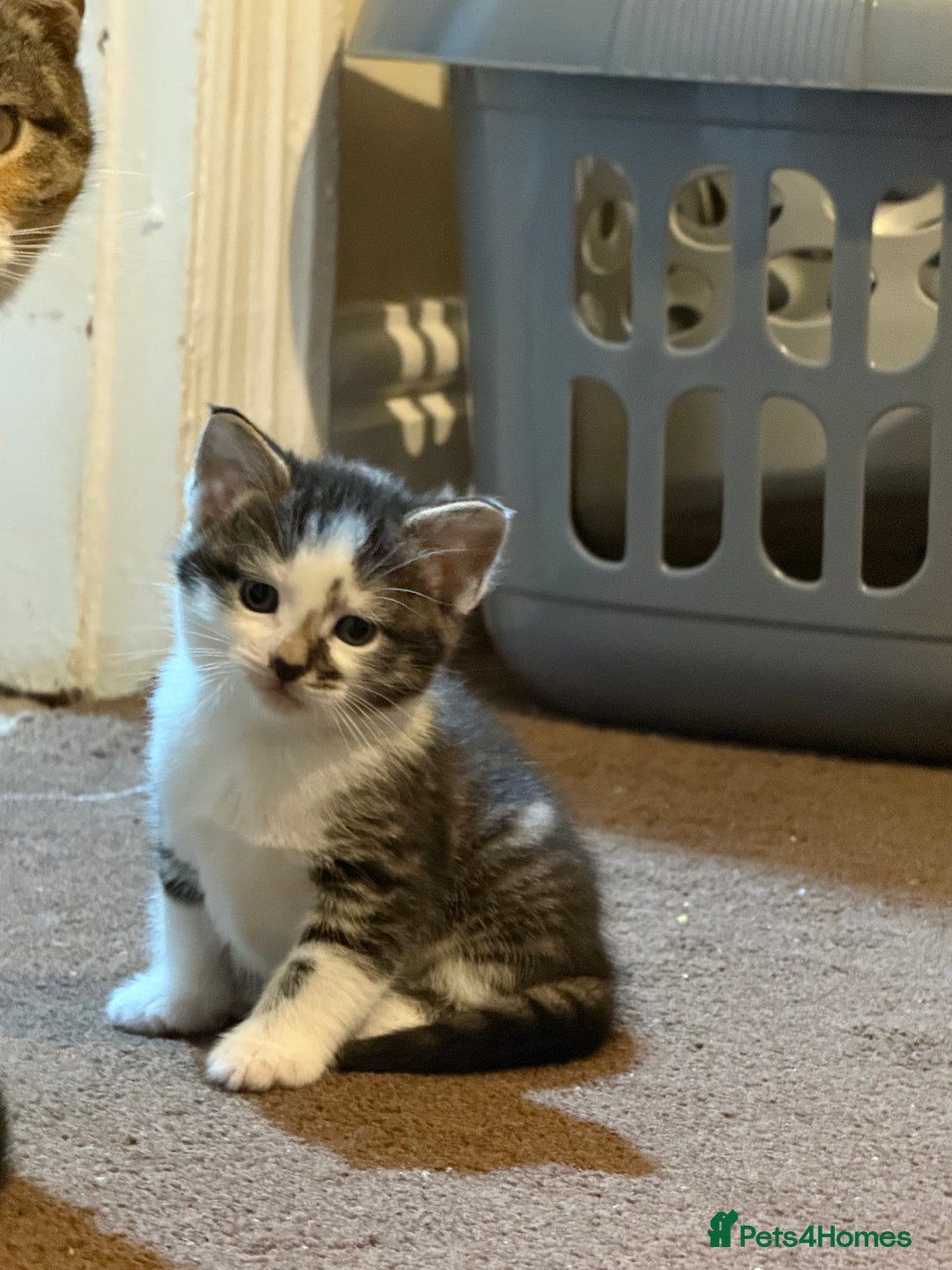British Shorthair cats for sale: Three adorable kittens ready 10th jan 2026 - Advert 9