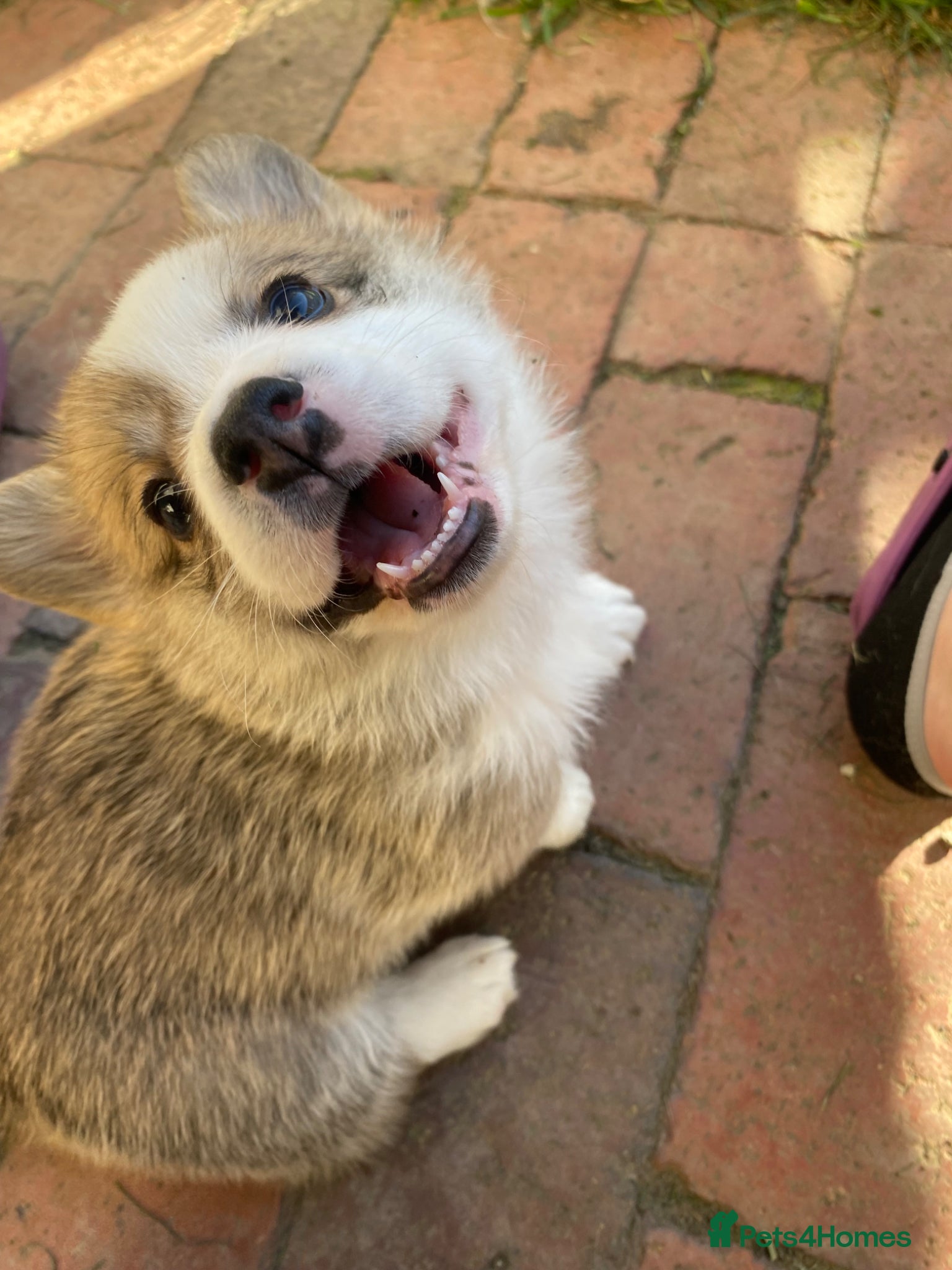 Welsh Corgi Pembroke dogs KC registered corgi puppies!  - Advert 2