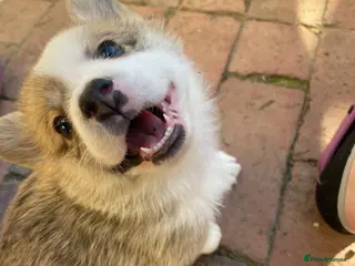 Welsh Corgi Pembroke dogs KC registered corgi puppies! - Advert 13