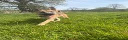 Mixed Breed dogs for sale: Roscoe  - Advert 5