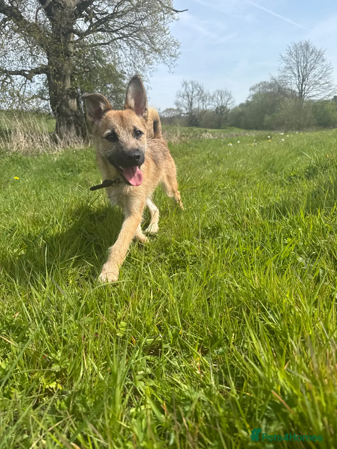 Mixed Breed dogs for sale: Roscoe  - Advert 5