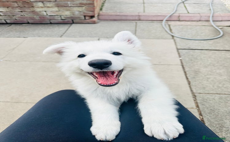 White Swiss Shepherd dogs in Warrington - Advert 1