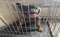 Akita dogs for sale: 1 year old american akita puppy - Image 2