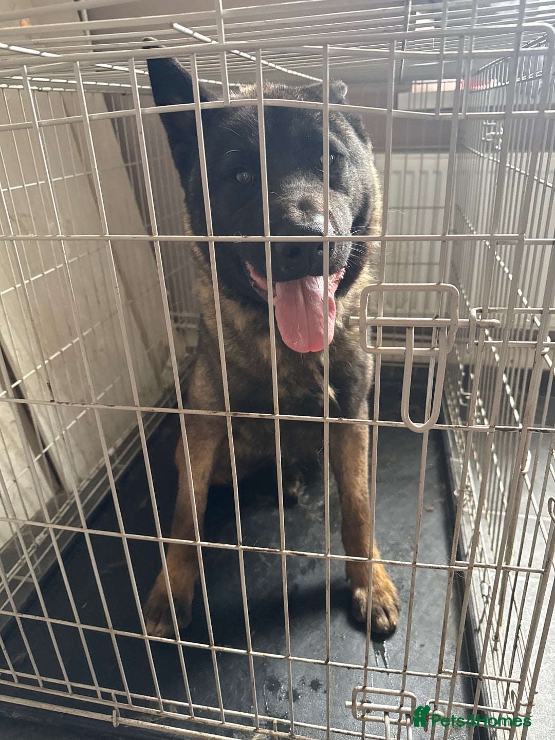 Akita dogs for sale: 1 year old american akita puppy - Image 2