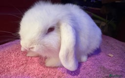 Netherland Dwarf rabbits for sale: Young Netherland Dwarfs for sale in Barrow-in-Furness - Image 34