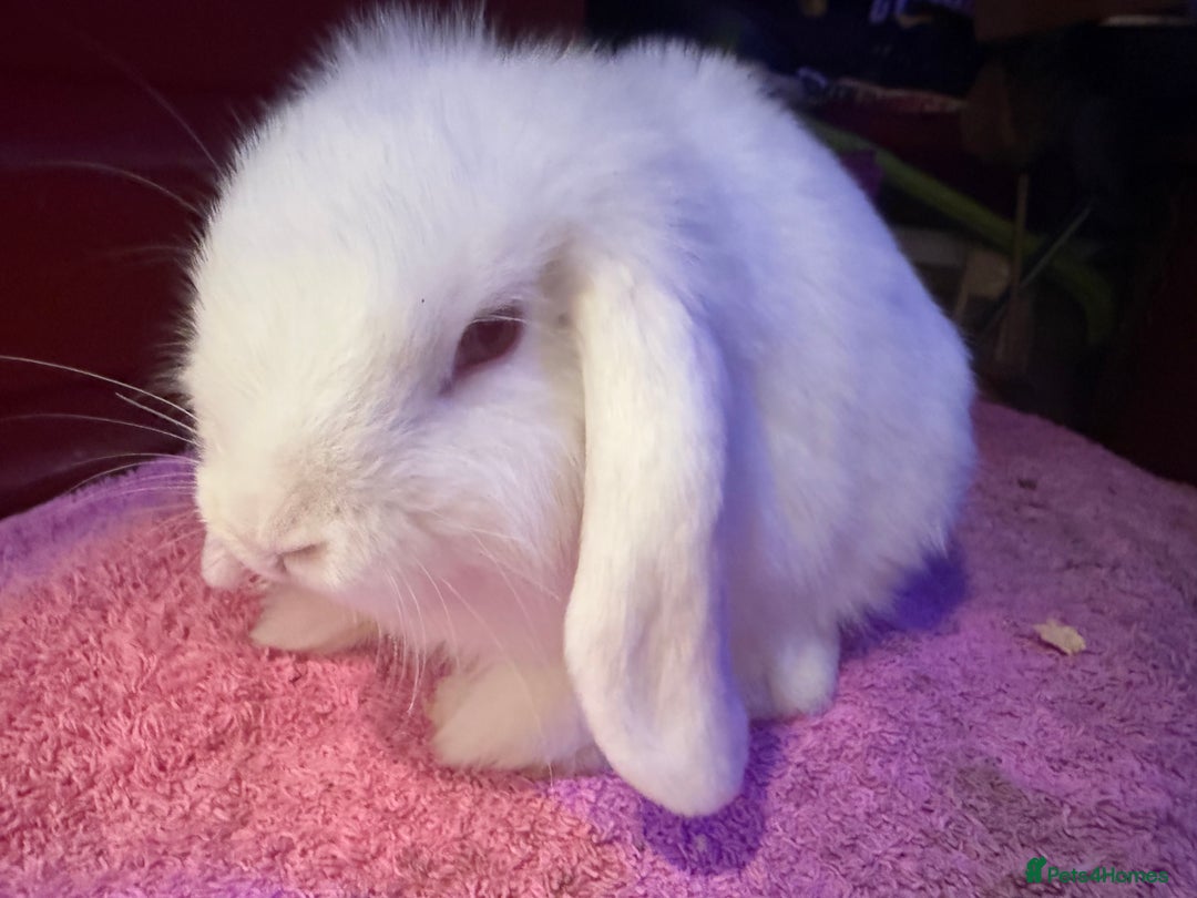 Netherland Dwarf rabbits for sale: Young Netherland Dwarfs for sale in Barrow-in-Furness - Image 34