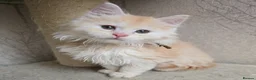 Maine Coon cats for sale: RARE Red High Silver Stunning Maine Coons Boys - Advert 11