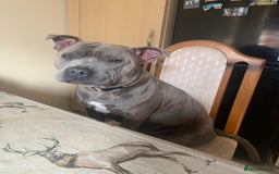 Staffordshire Bull Terrier dogs for sale: Stunning Staffy x Pups - Advert 4