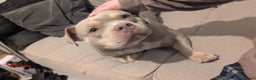 American Bully dogs for sale: Female micro bully - Advert 3
