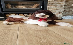 Miniature Poodle dogs for stud: FULLY HEALTH TESTED MINIATURE POODLE in Kettering - Image 7
