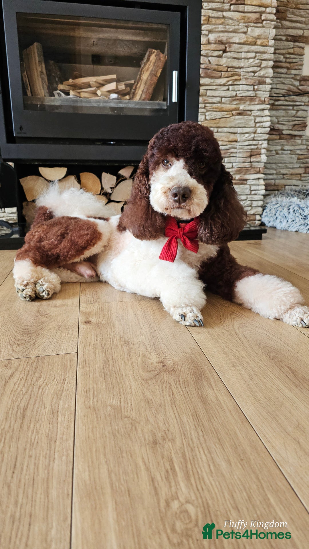 Miniature Poodle dogs for stud: FULLY HEALTH TESTED MINIATURE POODLE in Kettering - Image 7