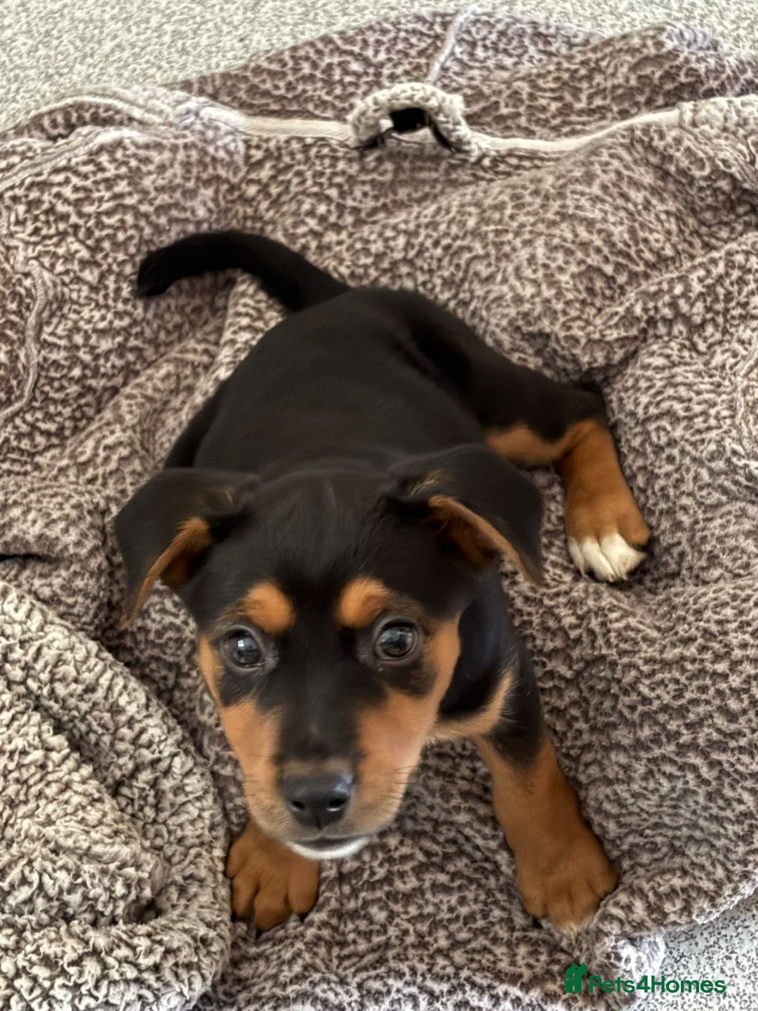 Mixed Breed dogs for sale: Saluki x Rottweiler puppy - Advert 2