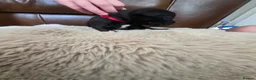 Staffordshire Bull Terrier dogs for sale: Staffordshire Bull terrier puppies 🐶  in Cheltenham - Advert 8