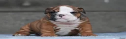 English Bulldog dogs for sale: 2 females from INW GRCH Bonnie.  - Advert 14