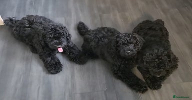 Miniature Poodle dogs in Chelmsford - Advert 8