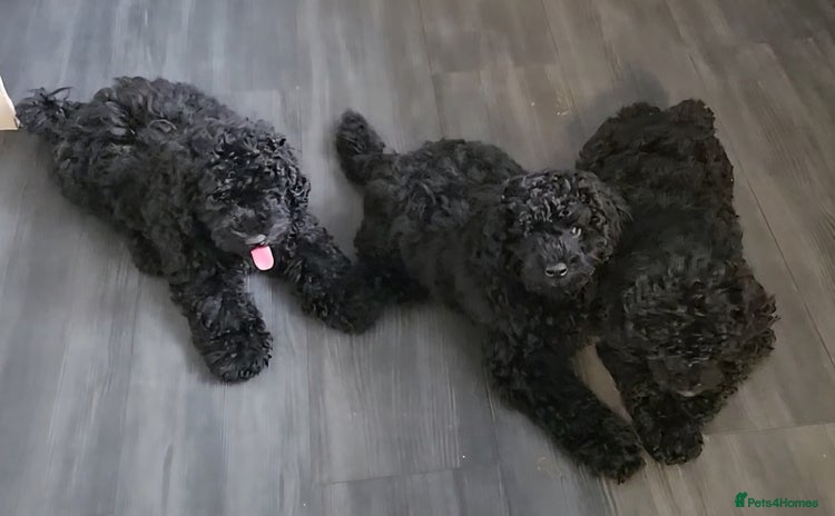 Miniature Poodle dogs in Chelmsford - Advert 5