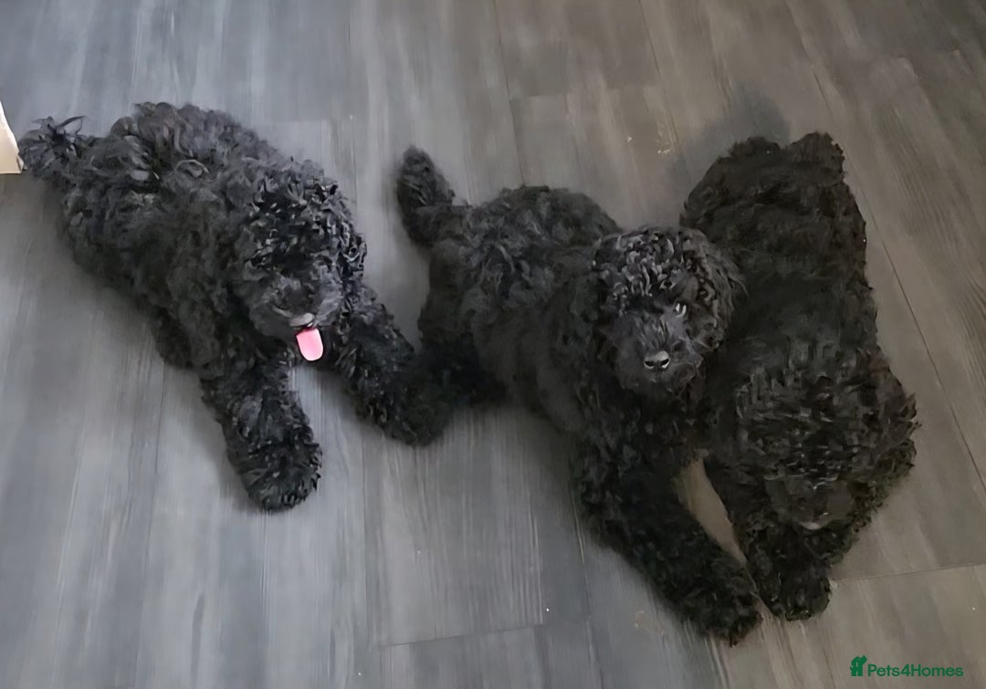 Miniature Poodle dogs for sale: 💚Exquisite black KC reg miniature poodle black in Chelmsford - Image 5