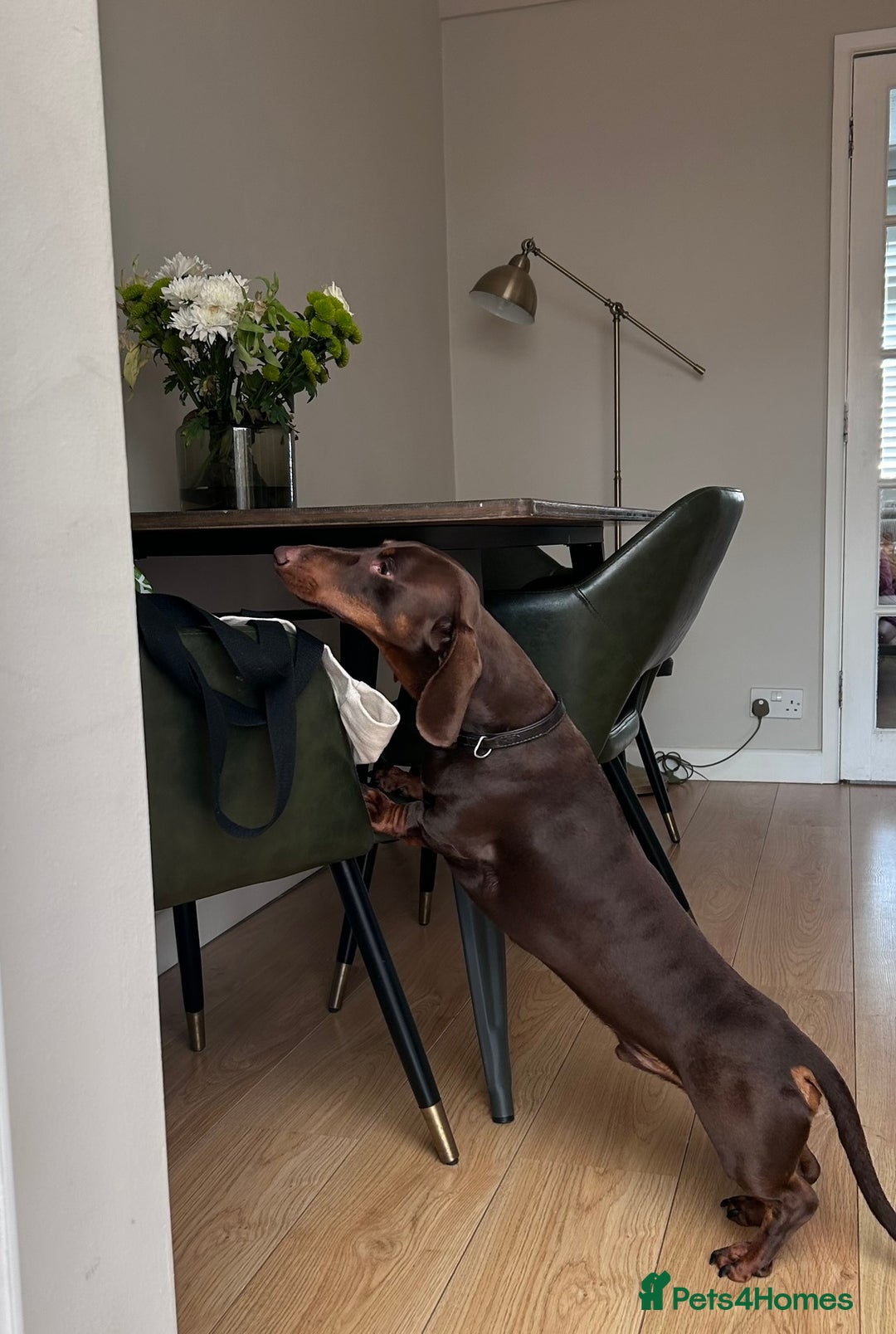 Dachshund dogs for stud: KC reg. Chocolate and tan smooth haired dachshund - Image 2