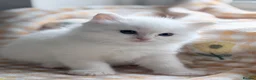 Ragdoll cats for sale: TICA Registered Ragdoll Kittens - Advert 6
