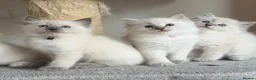 Ragdoll cats for sale: TICA Registered - Affectionate, Fluffy, Cuddly - Advert 4