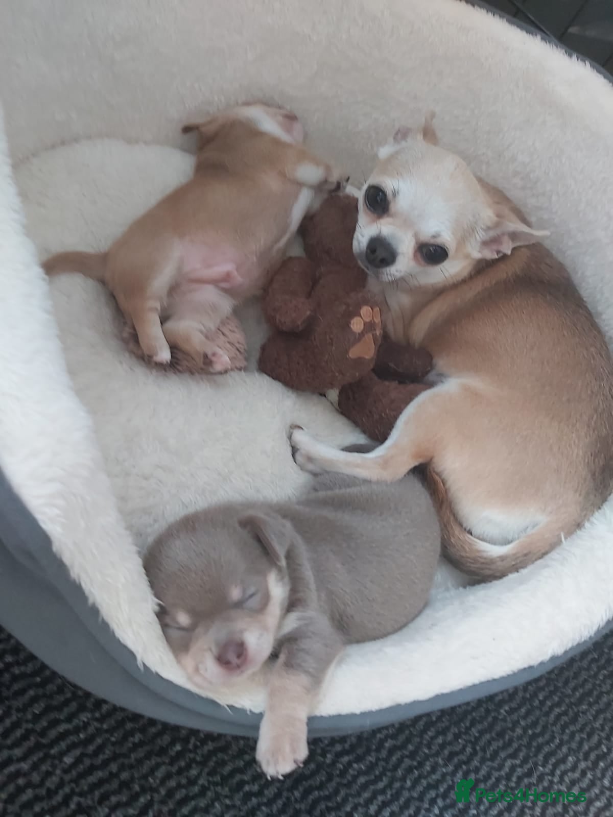 Chihuahua dogs Chihuahua puppies 2 boys kc registered  - Advert 2