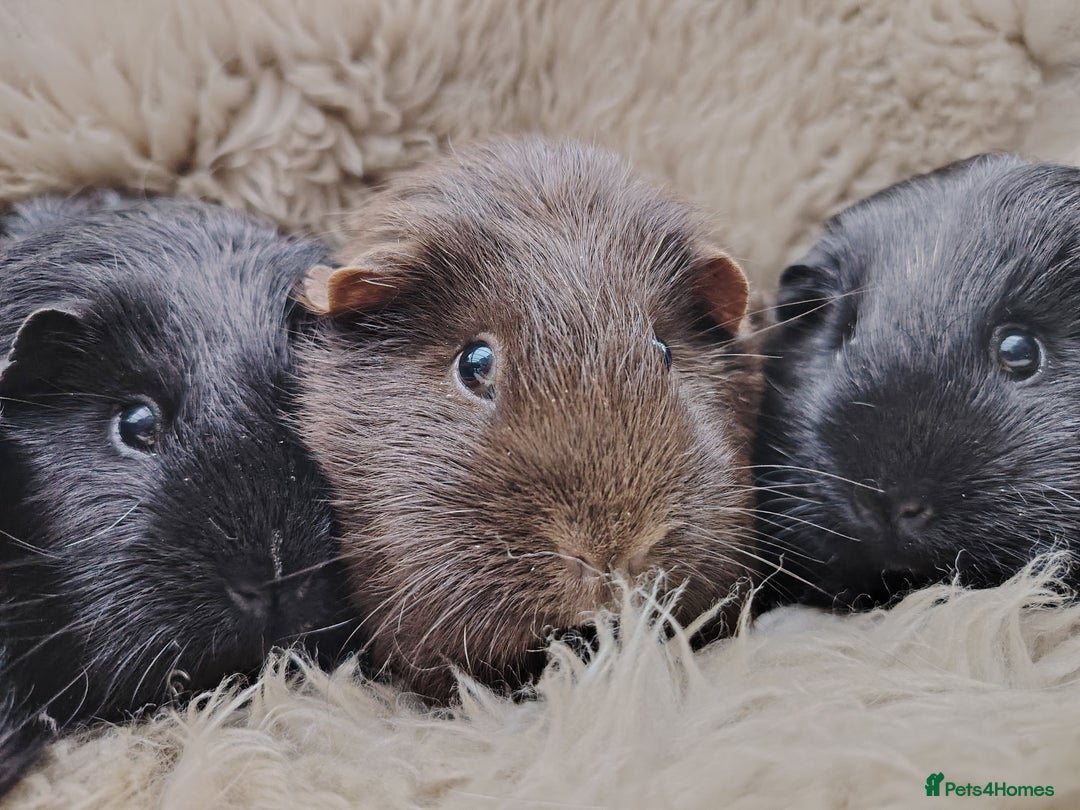 Guinea Pig rodents for sale: Guinea pigs babies and adults  - Image 3