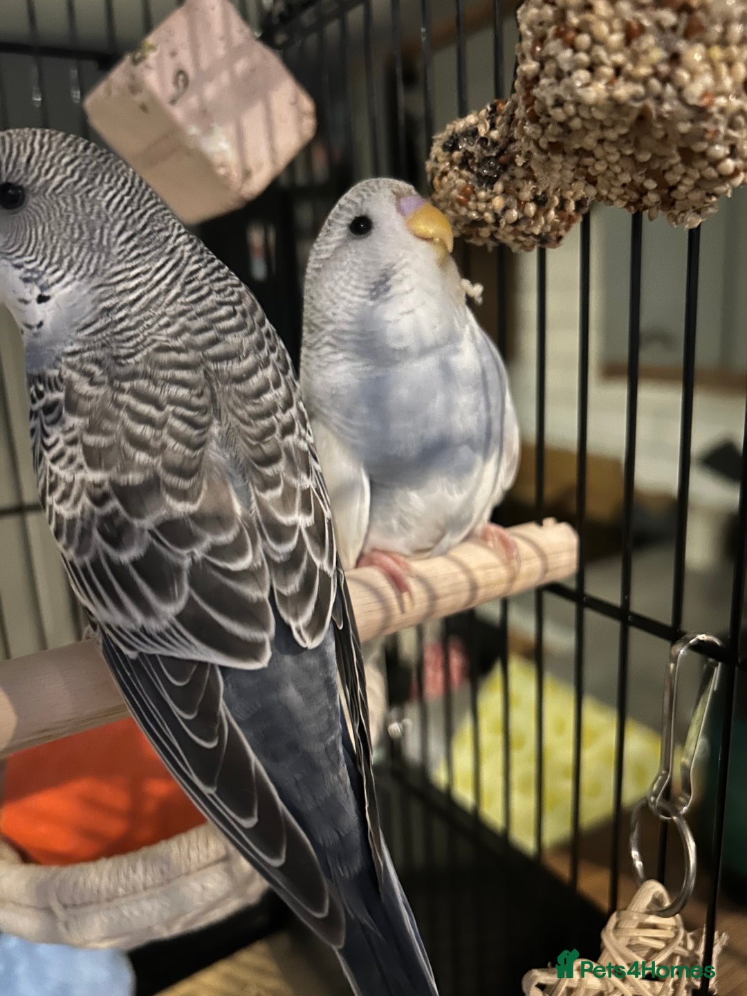 Budgerigars birds for sale: Marley the budgie - Advert 5