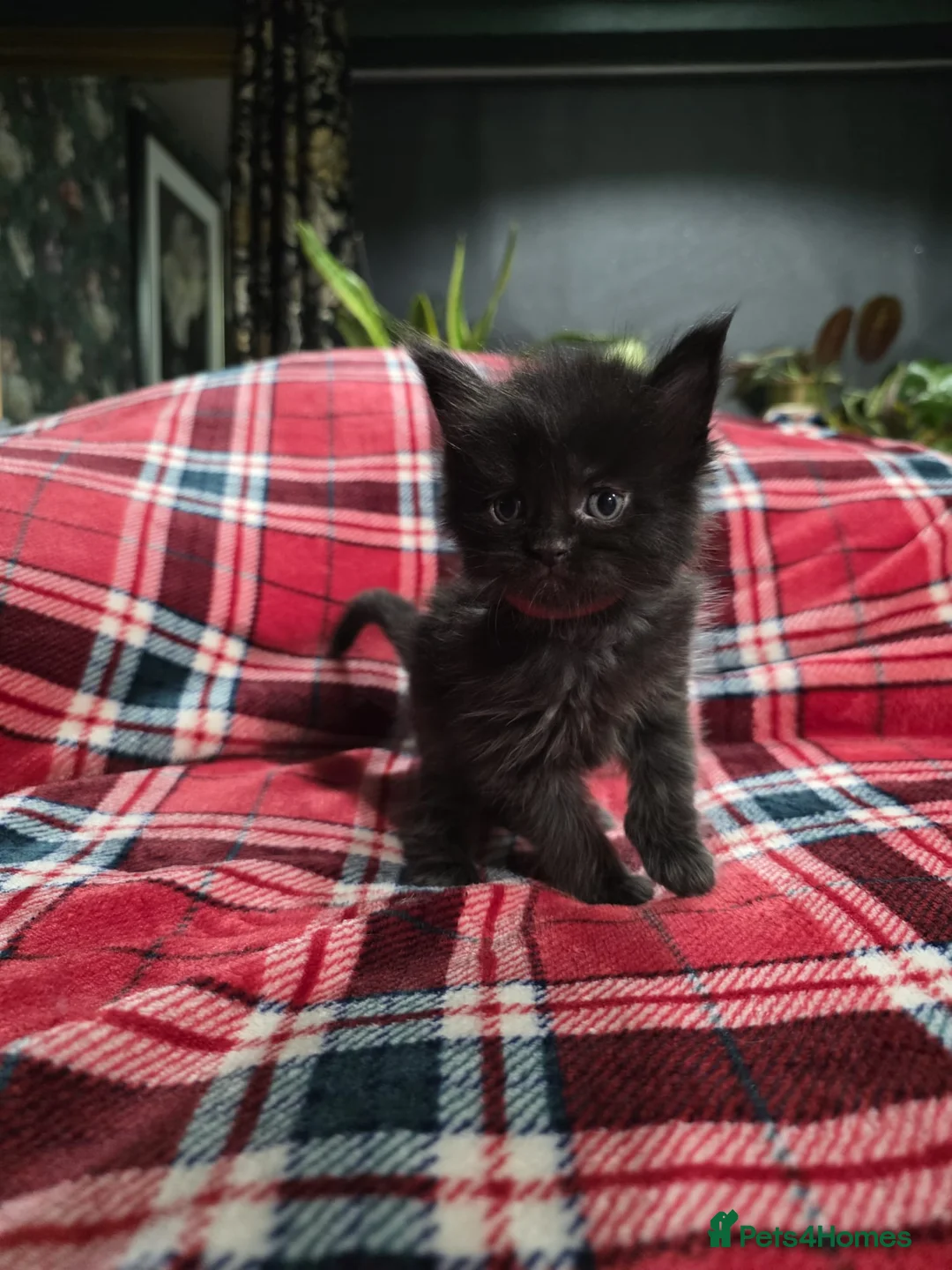 Maine Coon cats for sale: TICA registered Russian lineage Maine coon kittens - Advert 11