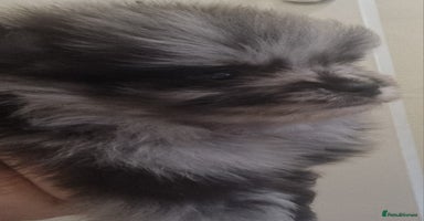 Pomeranian dogs - Advert 10