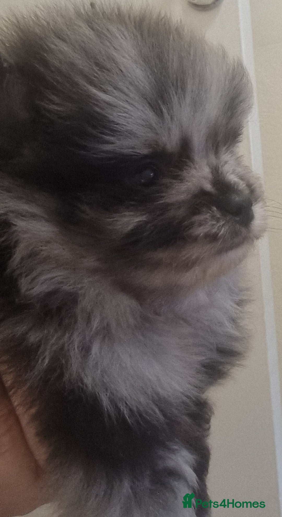 Pomeranian dogs for sale: Beautiful litter xxsmall teddy bear poms  - Image 3