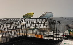 Parakeets birds for sale: For sale  - Image 2