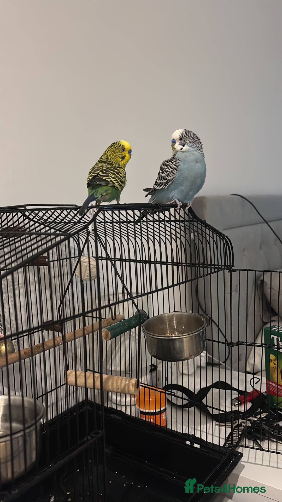 Parakeets birds for sale: For sale  - Image 2