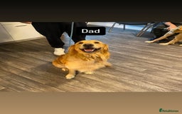 Golden Retriever dogs for sale: Beautiful KC registered golden retrievers - Image 8