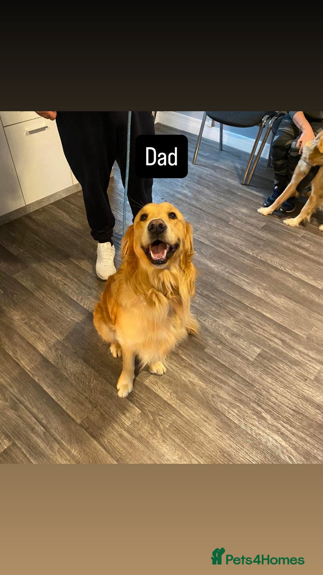 Golden Retriever dogs for sale: Beautiful KC registered golden retrievers - Image 8