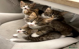 Mixed Breed cats for sale: Beautiful kittens for sale - Image 1
