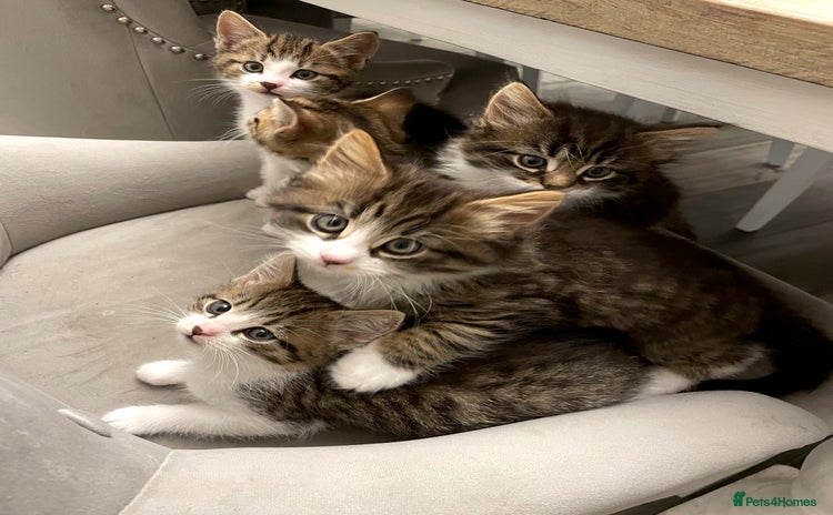 Mixed Breed cats - Advert 3
