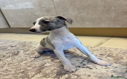Whippet dogs for sale: Beautiful whippets puppies  - Image 3